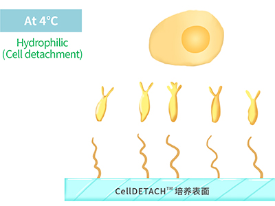 4℃时，温敏聚合物涂层为高分子伸直状态，表现为亲水性，利于贴壁细胞的脱落