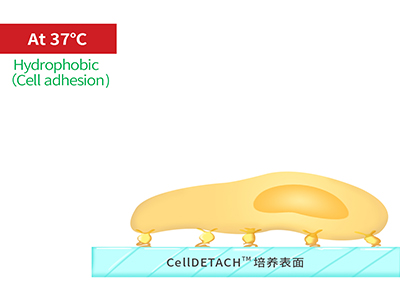 37℃时，温敏聚合物涂层为高分子卷缩状态，表现为轻度疏水性，更有利于细胞的贴附